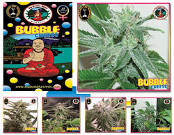 Big Buddha Seeds