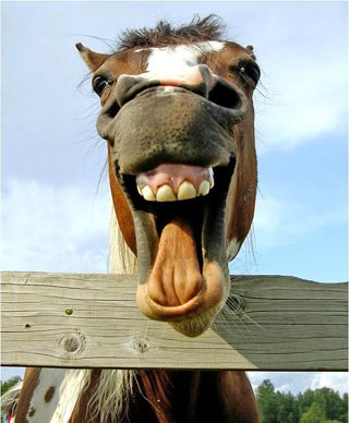 [CAVALO.bmp]