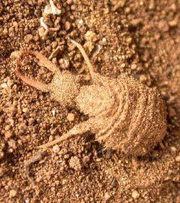 Akyura Stratos Undur Undur Obat Diabetes Paling Ampuh