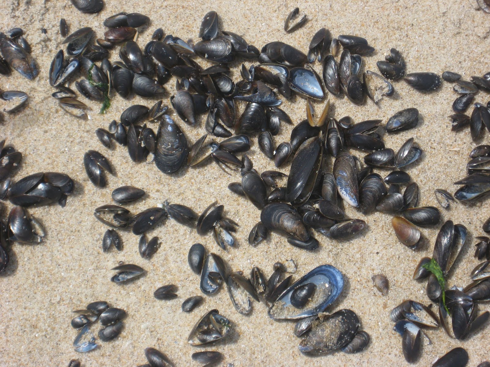 mussels.jpg