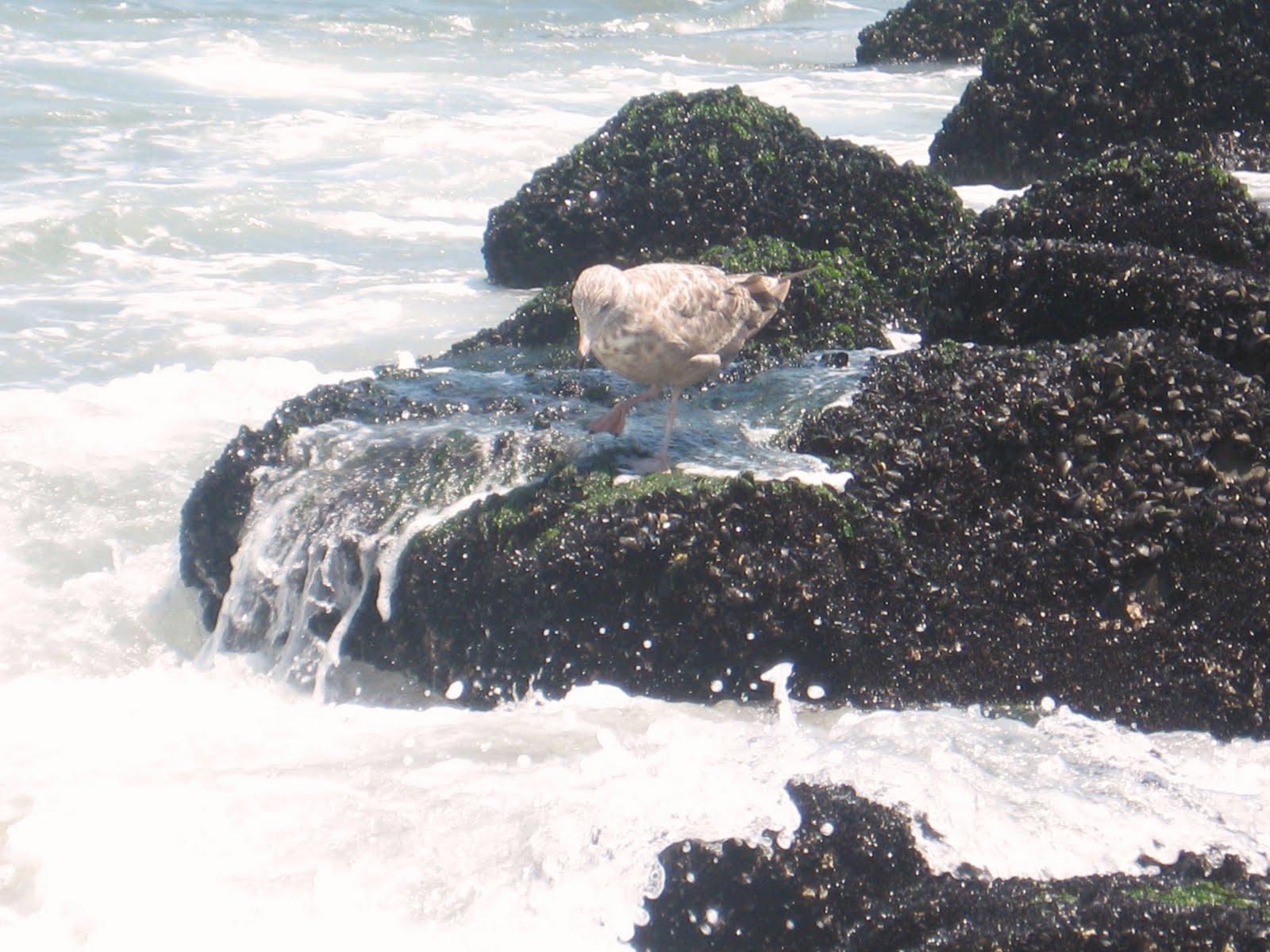 829 southdrive Mussel Beach