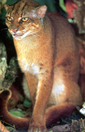 The Bornean Bay Cat, a long-tailed reddish or grey feline the size of a