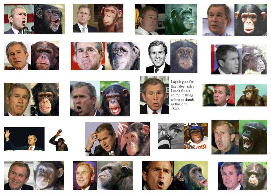 [Bush-monkey.jpg]