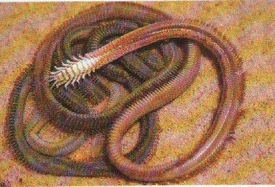 cacing mongolian mongolia hewan ular mythical aneh gobi astral misterius haiwan makhluk kematian pasir raksasa manusia teraneh mematikan misteri tubuh
