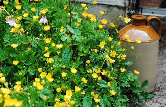[buttercups.JPG]