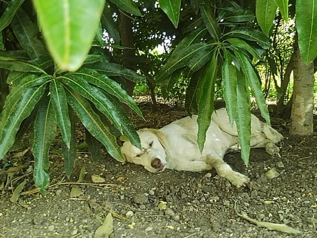 Sleeping Dog