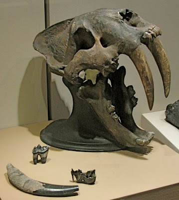 Skull and fearsome teeth of a Sabre Tooth Tiger These beasts roamed Western