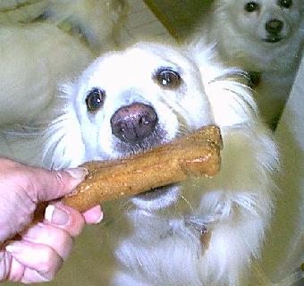 [educa+a+tu+cachorro]