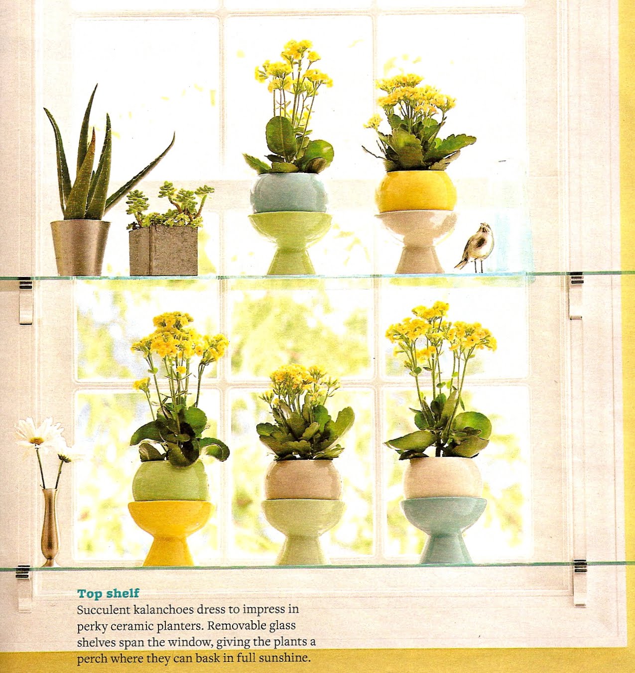 Someday Bloody Someday Glass Shelves in a Kitchen Window