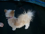 Lacey's tail all staticy from the trampoline! :)