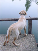Cão em momento de contemplação