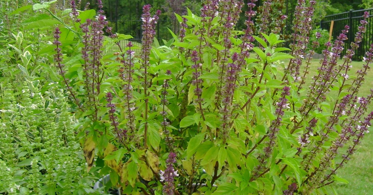 Garden View White and Purple Flower Basil