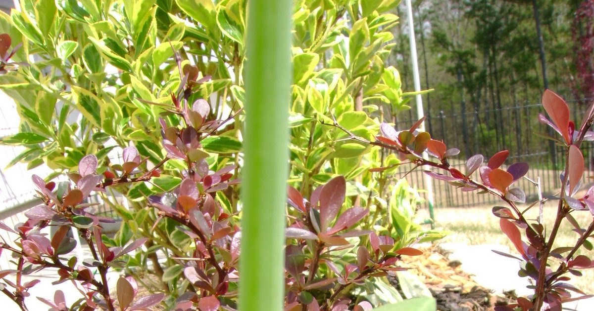 Urban Landscape Native Landscape The Red Garden