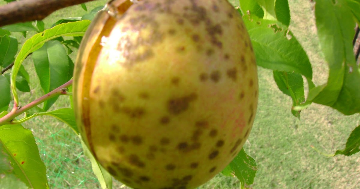 Garden View Nectarine Fruit Tree Disease