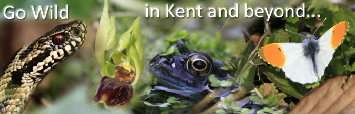 Go Wild In Kent