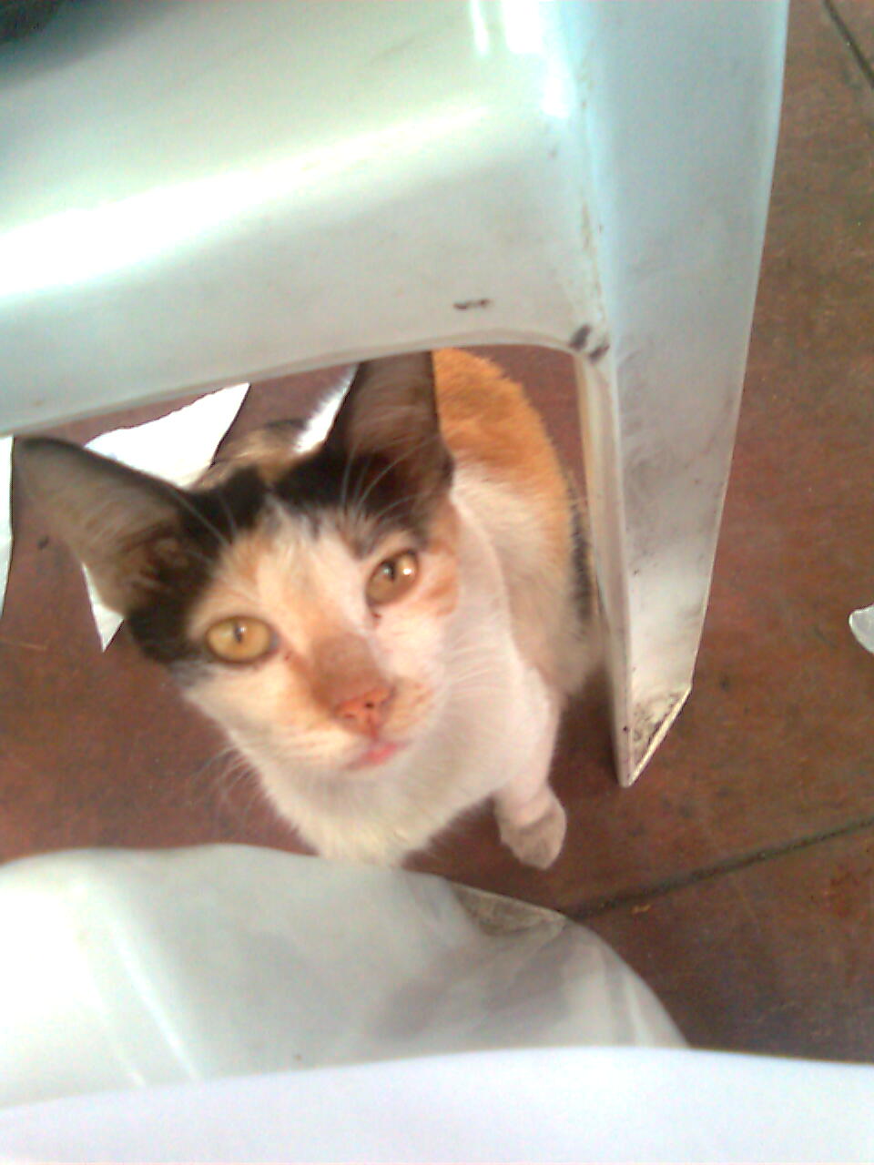 [Image006[1]]
