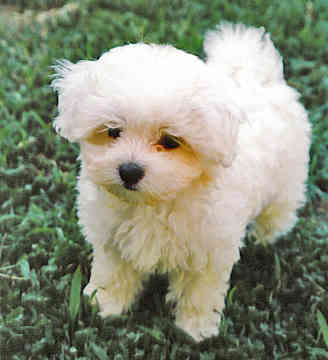 Boy Maltese Puppies