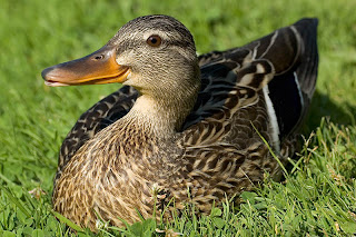 Patos, una mascota diferente.