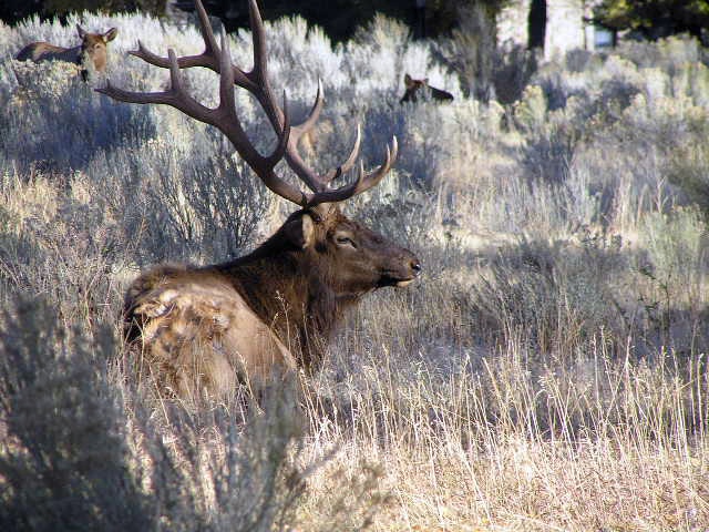 elk resting. God's gift.