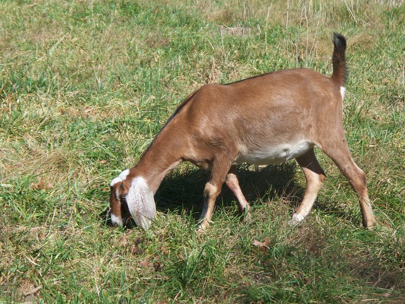 Goat Breeds Photos