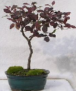 The Better Bonsai Blog: Chinese Fringe Flower as Bonsai