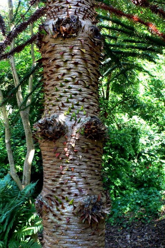 [TreeTrunkBlog.jpg]