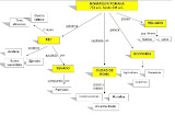 ROMA:MAPA CONCEPTUAL 1