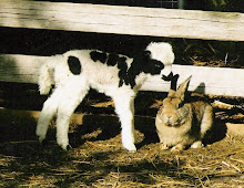 Bunny Love