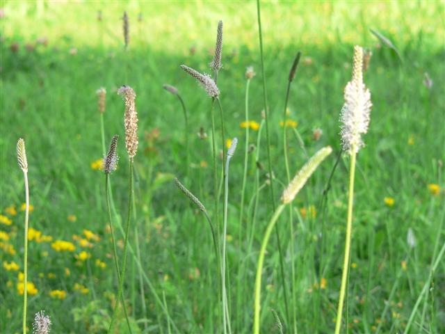 [P1040034+(Small).JPG]