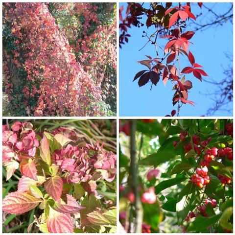 [mosaic8704925+(Small).jpg]