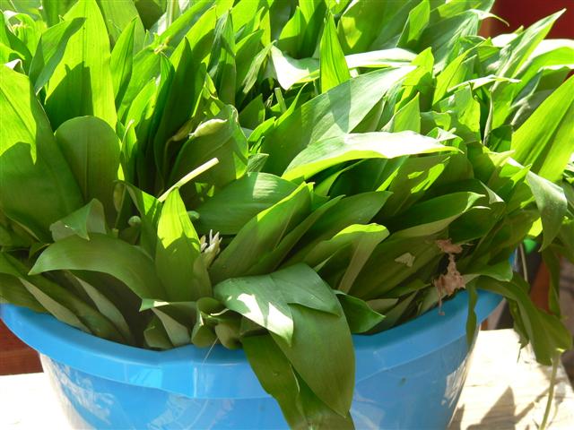 [P1140137+(Small).JPG]