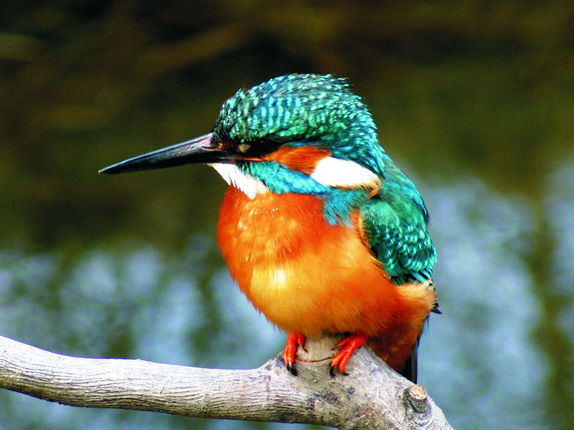 Nature The Colorful Kingfisher