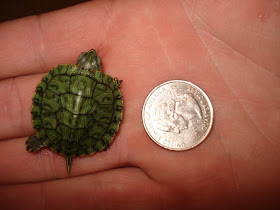 Baby Red Eared Slider Turtles Adopt A Baby Red Eared Slider Turtle 15 00,Custard Recipe In English