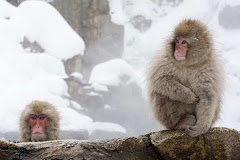 Japanese Macaque Monkeys Relax in Hot Springs