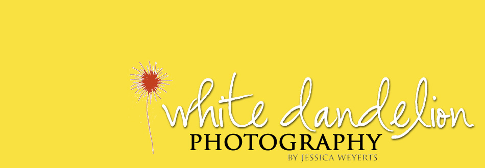 White Dandelion Photography