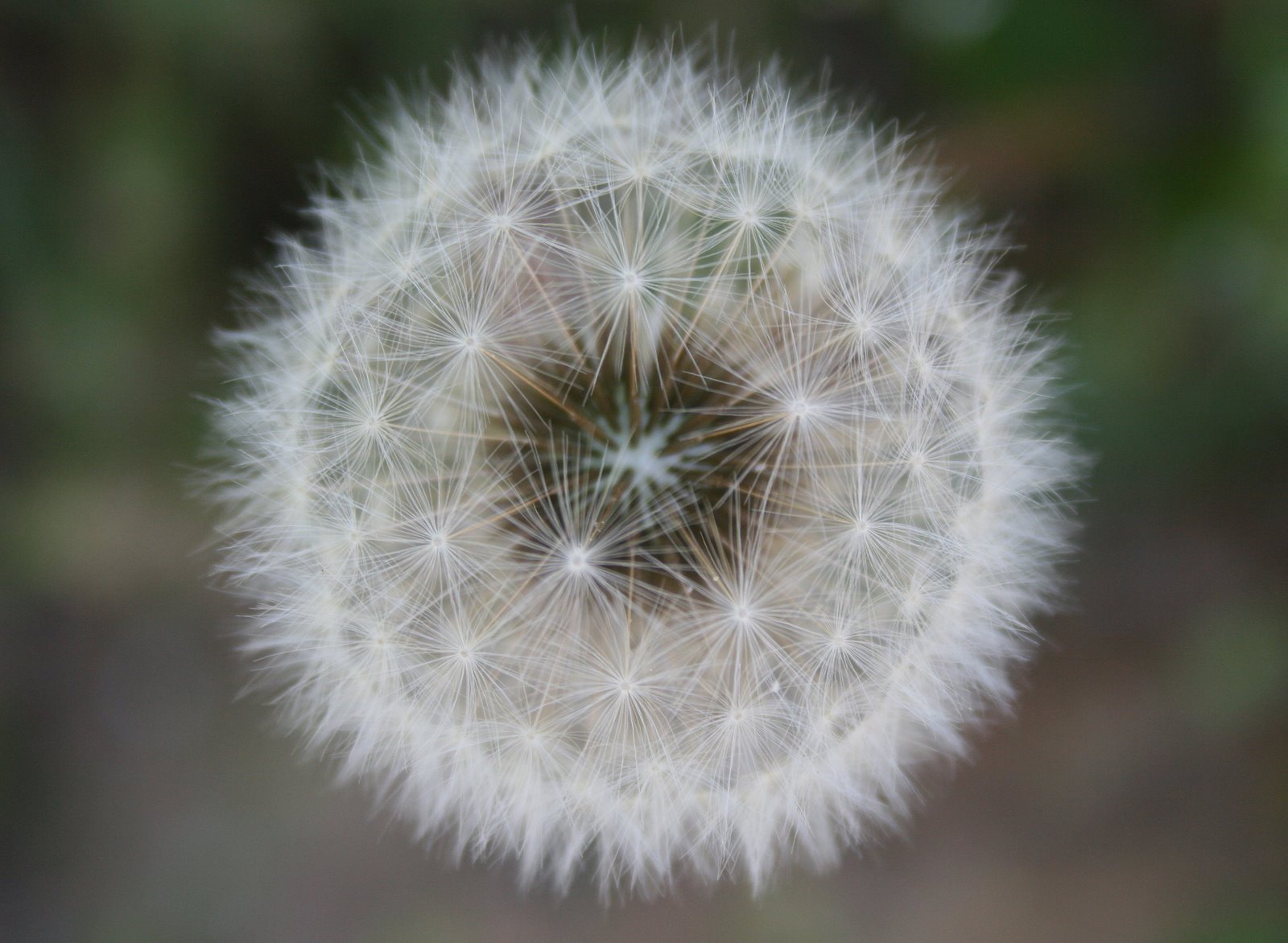 [CRISTAL_VEGETAL_2.jpg]