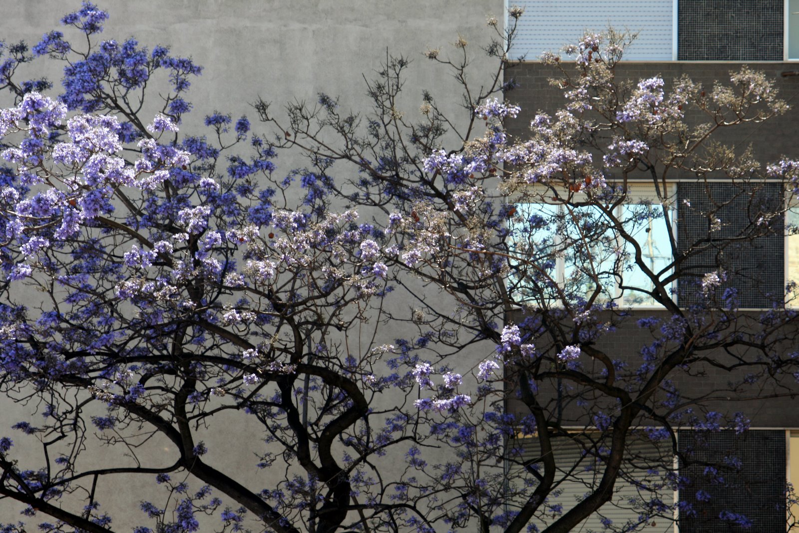 [jacaranda_predio.jpg]