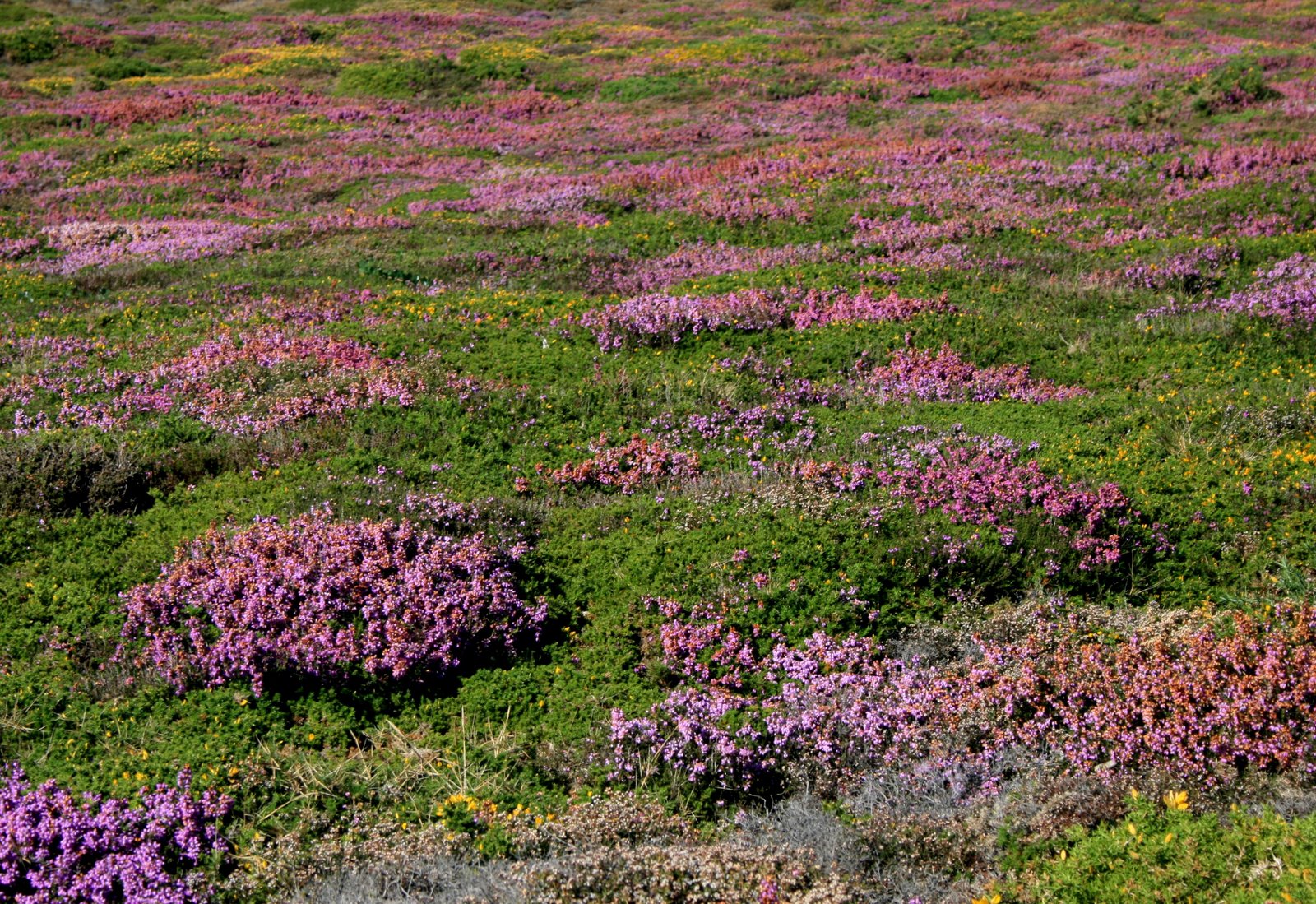 [mountain_colours.jpg]