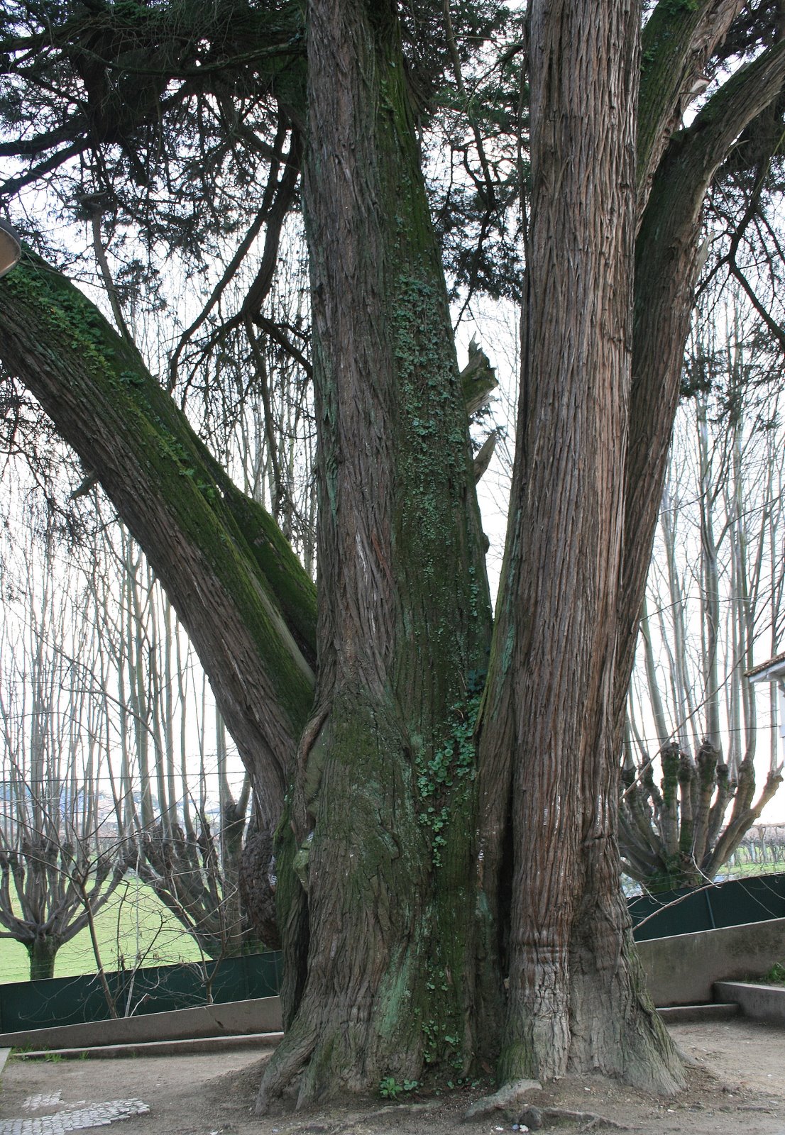 [ARVORE_CALDINHAS_2.jpg]