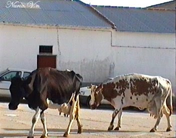 Las vacas de Isidro