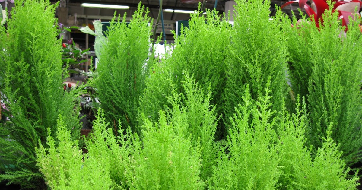 A. J. Rahn Greenhouses Lemon Cypress
