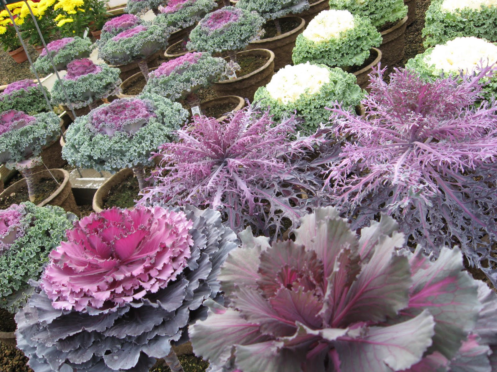 decorative cabbage kale plants a j rahn greenhouses ornamental cabbage and kale decorative cabbage kale plants a j rahn greenhouses ornamental cabbage and kale