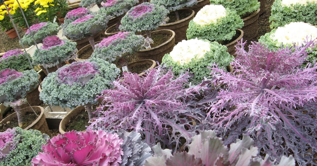 A. J. Rahn Greenhouses Ornamental Cabbage and Kale