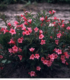 Talking To Plants Weigelas