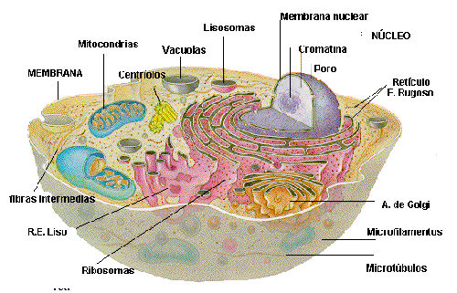 celula animal y sus partes. Las células somáticas son