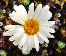 Darling Daisy