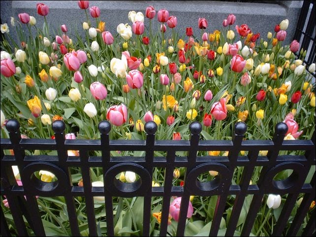 tulip planting tulips bulb bulbs gardening ground yard