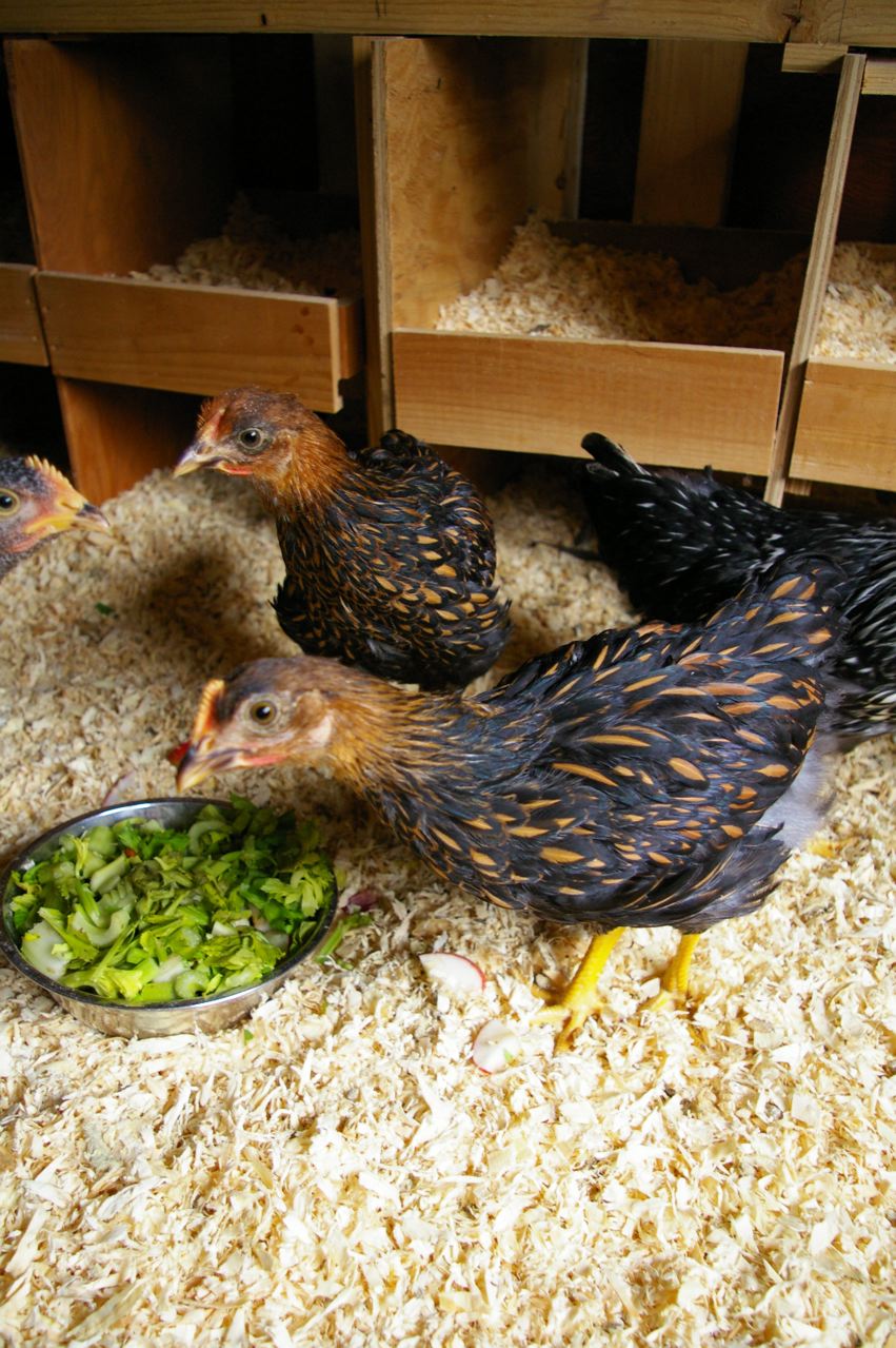 A Chicken in Every Pot Community Chickens