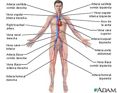 Sistema Vascular