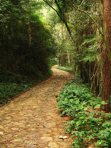 [floresta.jpg]